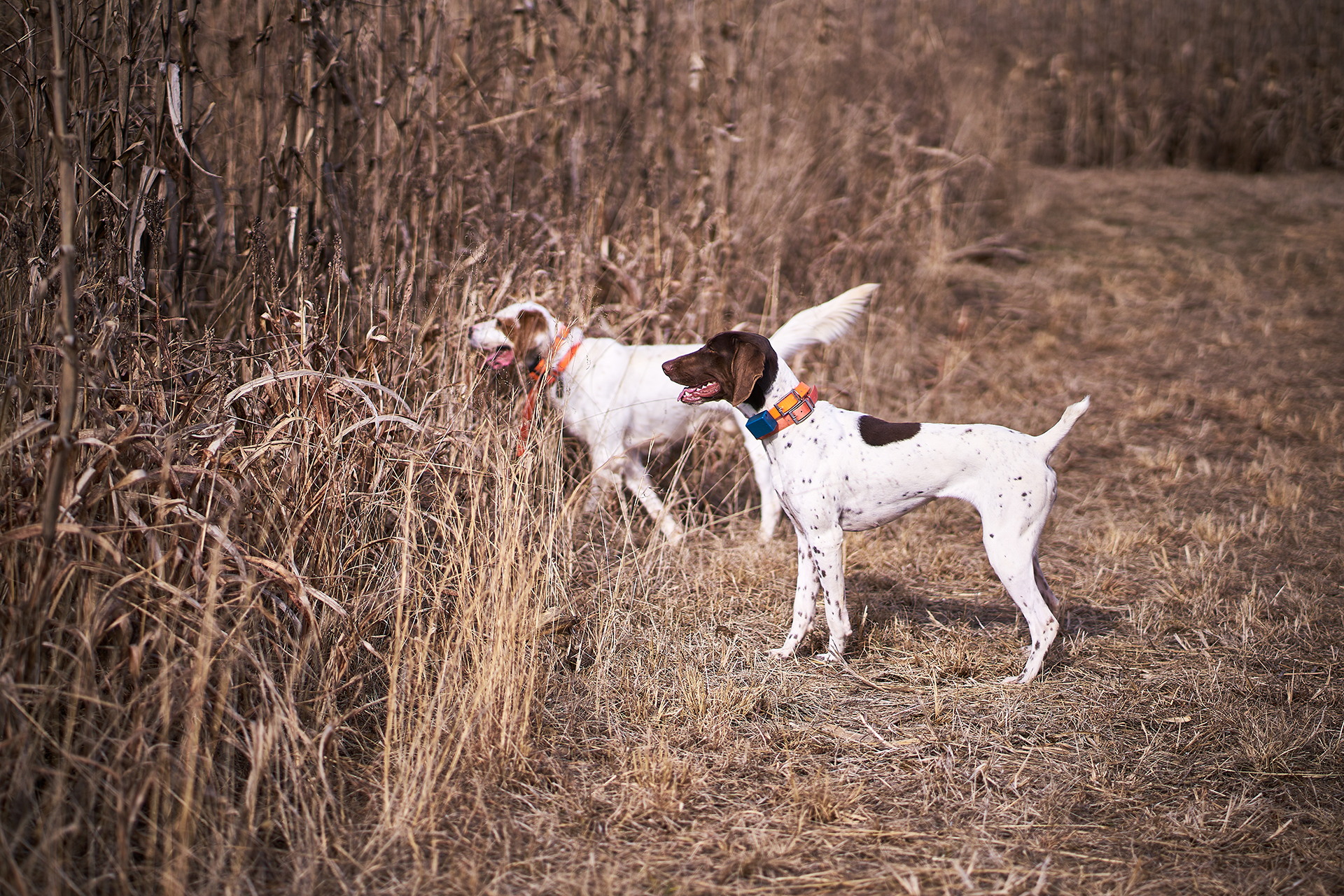 Bird Dog Training