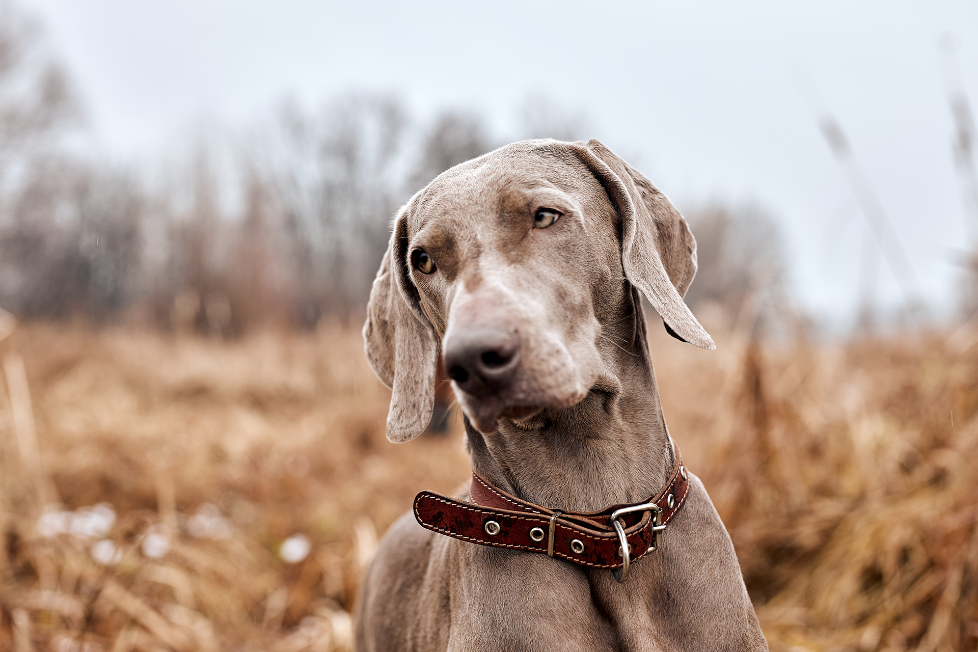 Obedience Dog Training