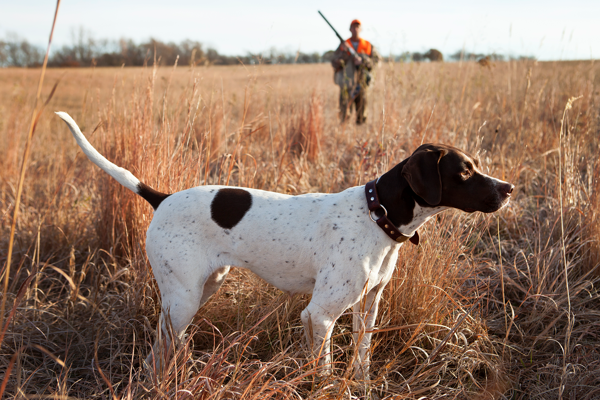 Gun Dog Training