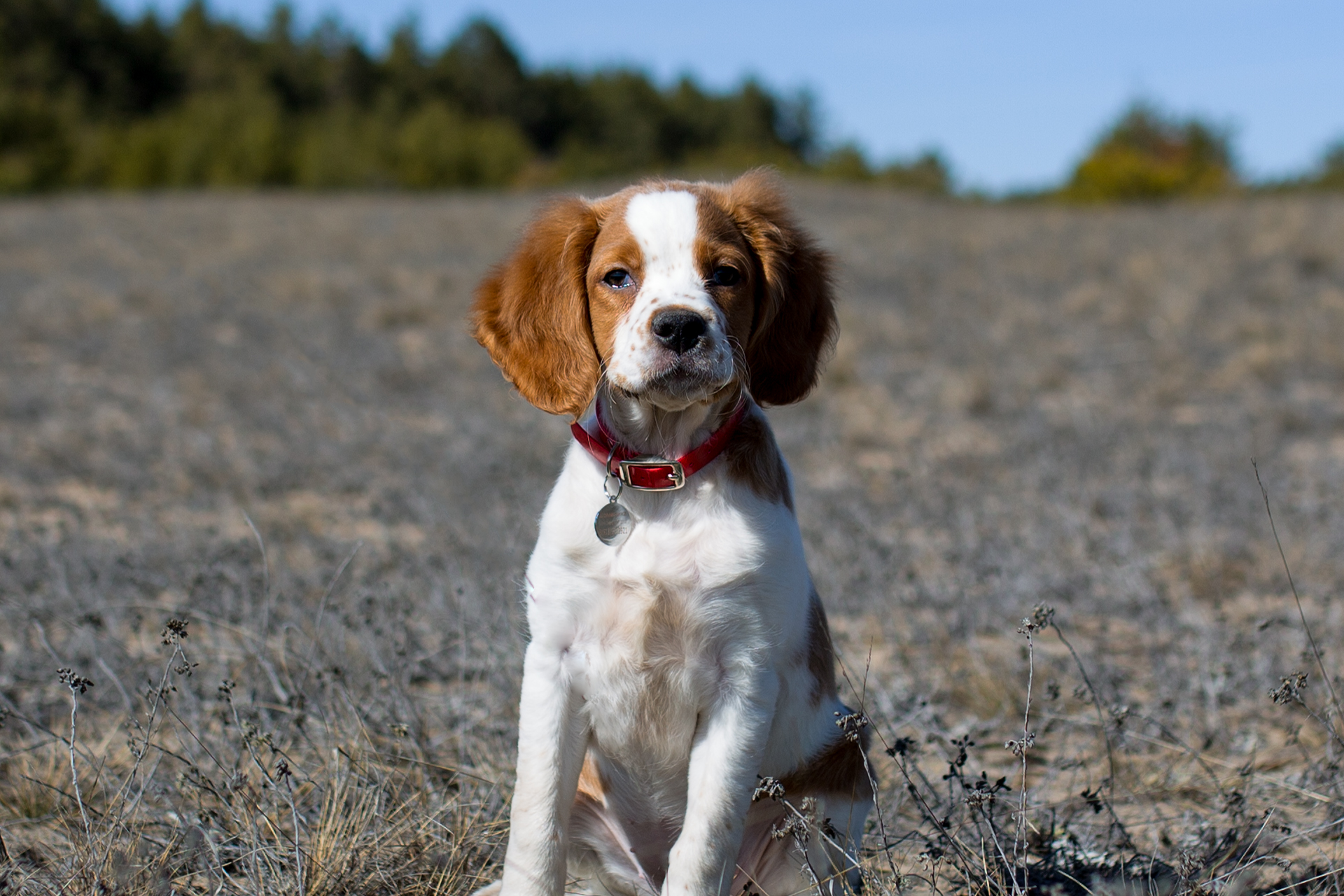 Hunting Dog Puppies