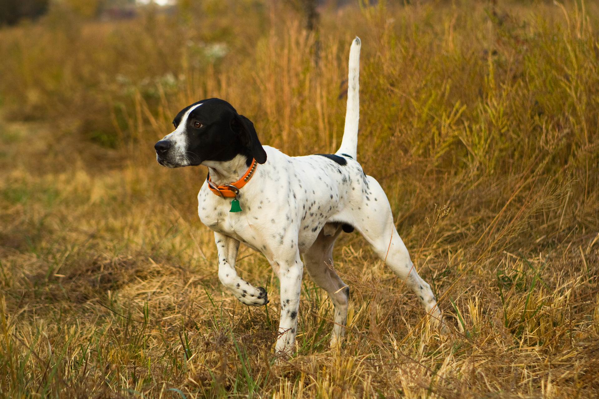 Hunting Dog Seasoned