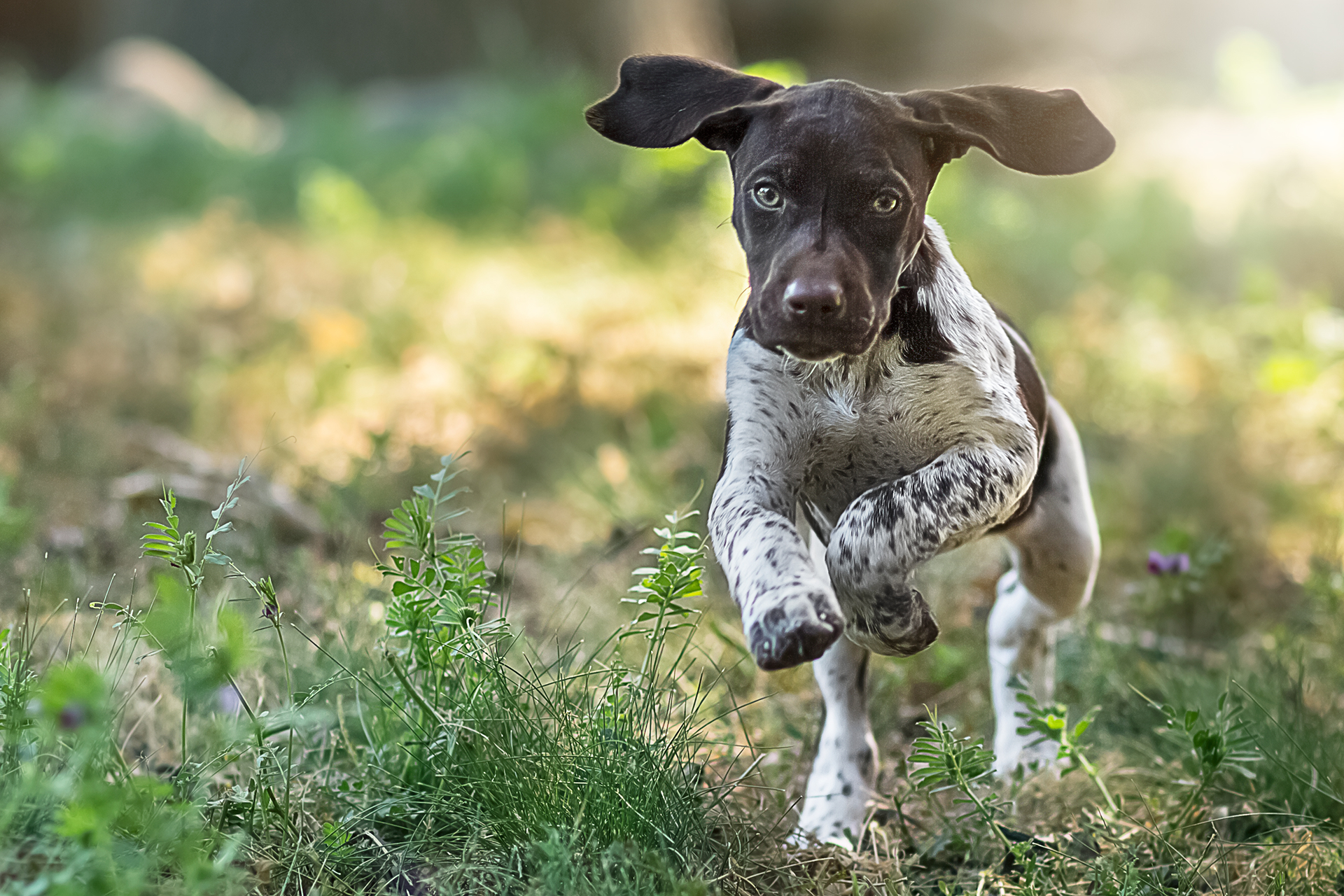 Hunting Dog Stated